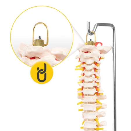 Az emberi gerincet és a medencecsontot ábrázoló anatómiai modell