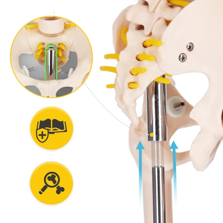 Emberi csontváz 85 cm-es anatómiai modell
