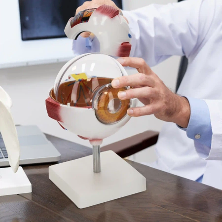 3D nagyítású anatómiai szemmodell