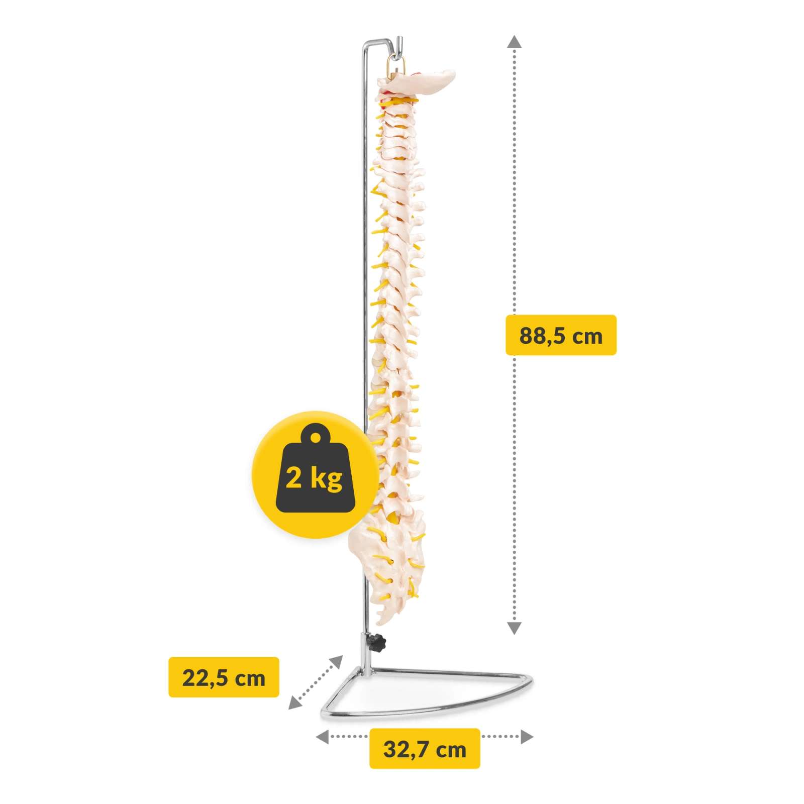 anatomiczny model kregoslupa skala 1:1