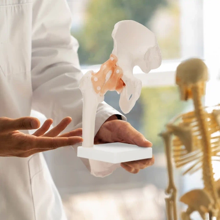 A csípőízületet és szalagjait ábrázoló élethű, 1:1-es méretű, anatómiai modell