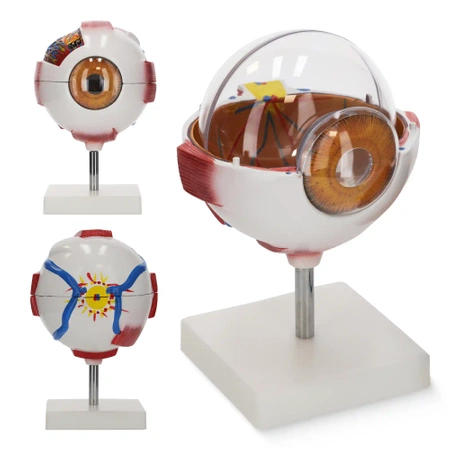 3D nagyítású anatómiai szemmodell