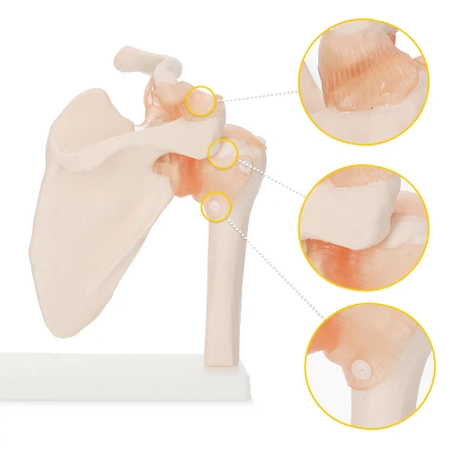 A vállízületet és szalagjait ábrázoló élethű, 1:1-es méretű, anatómiai modell