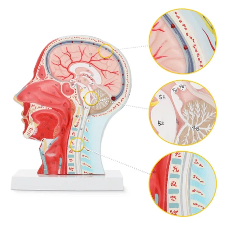 Életnagyságú 1:1 anatómiai modell az emberi fej keresztmetszetéről