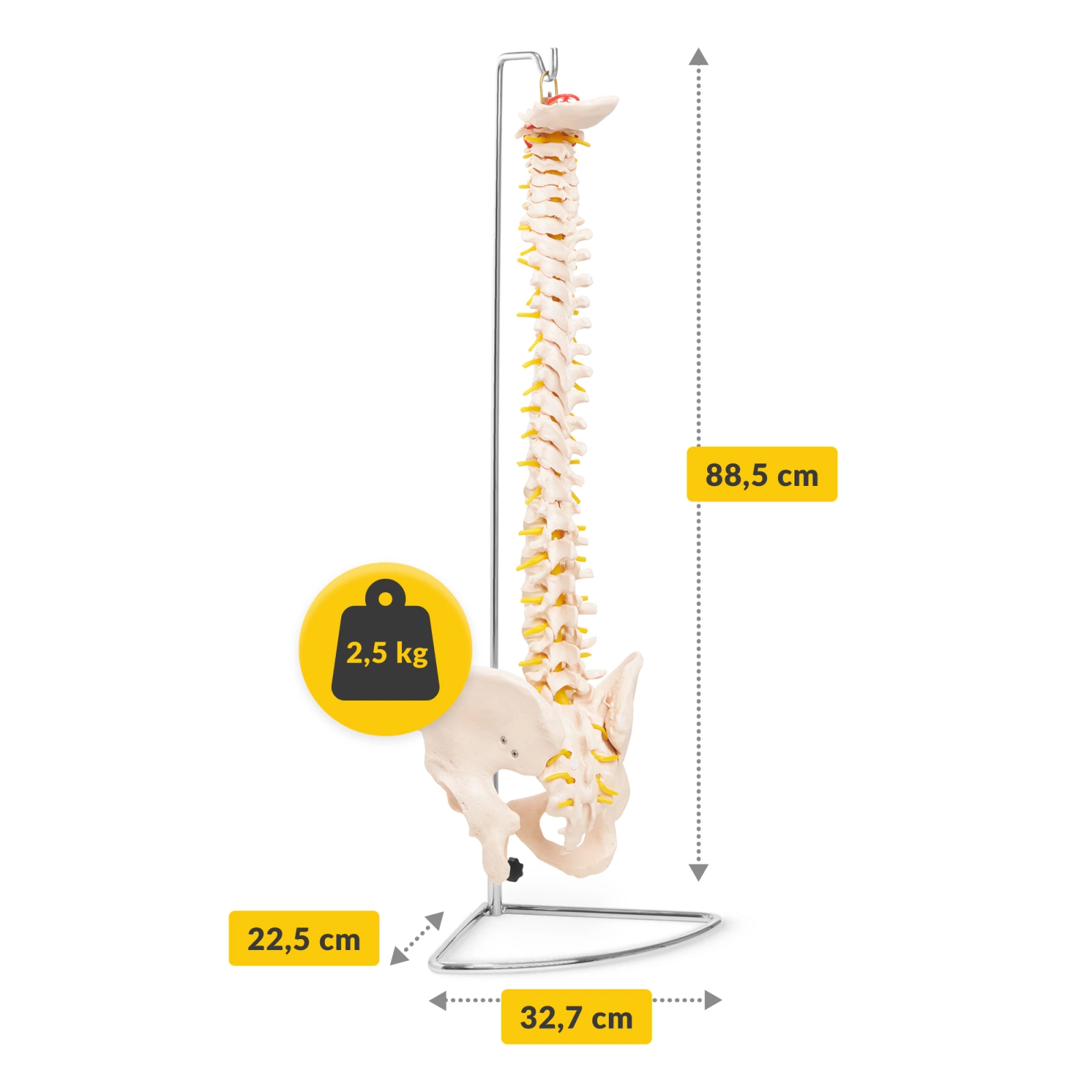 anatomiczny model kregoslupa z miednica 1:1