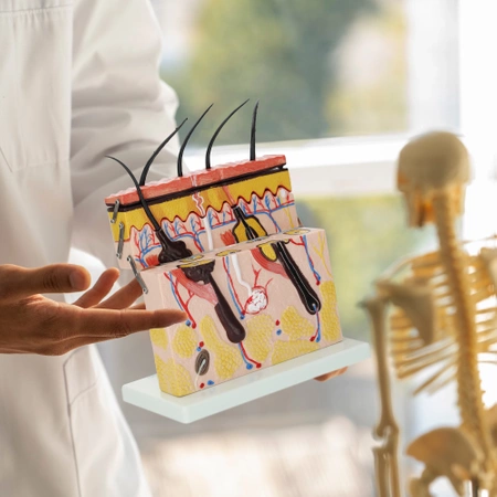 Az emberi bőr keresztmetszeti anatómiai modellje