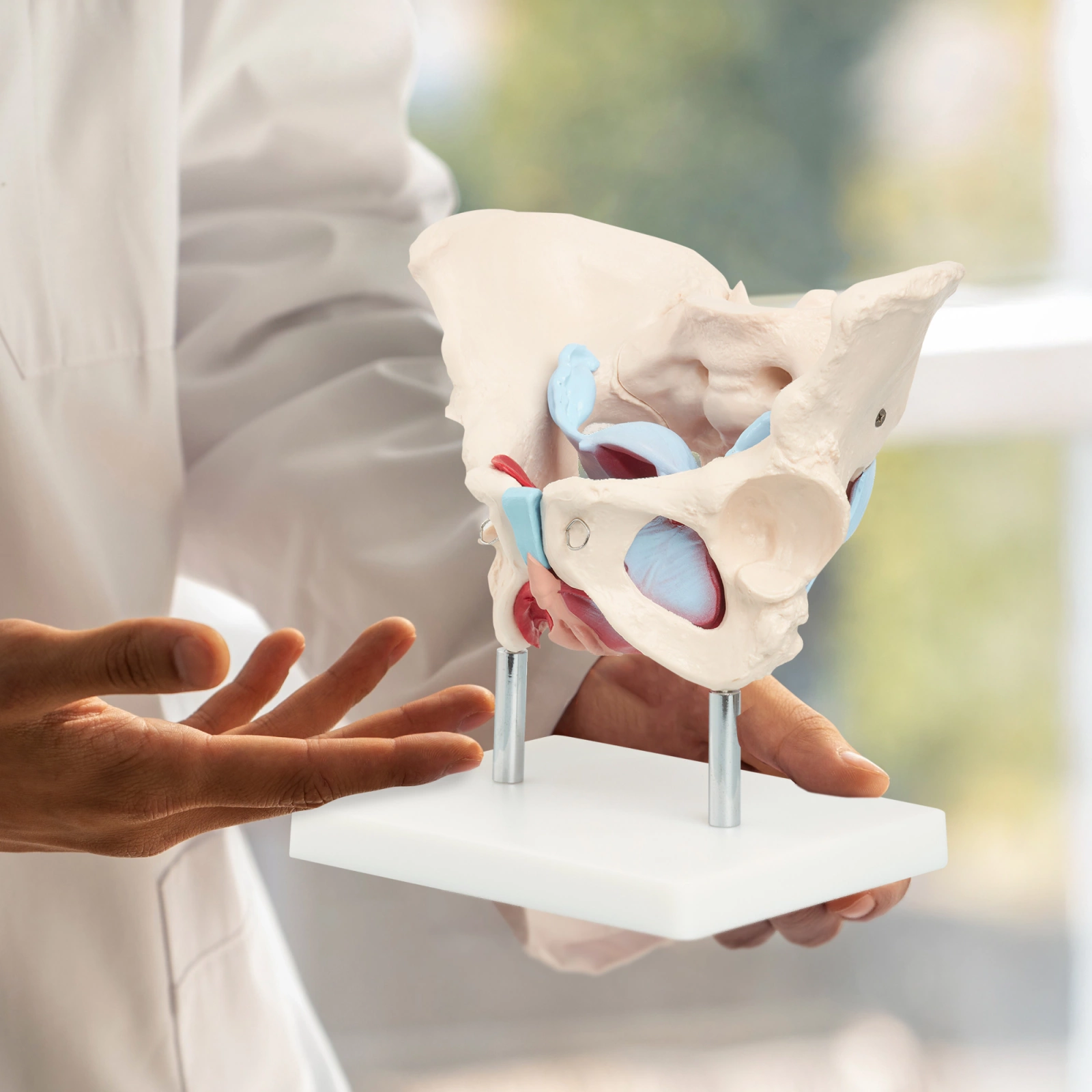 model anatomiczny miednicy kobiety z miesniami w skali 1:1